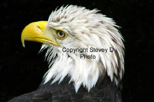 eagleweb.jpg